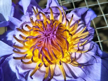 Blue Lotus Sušené Celé Kvet Nymphaea Caerulea